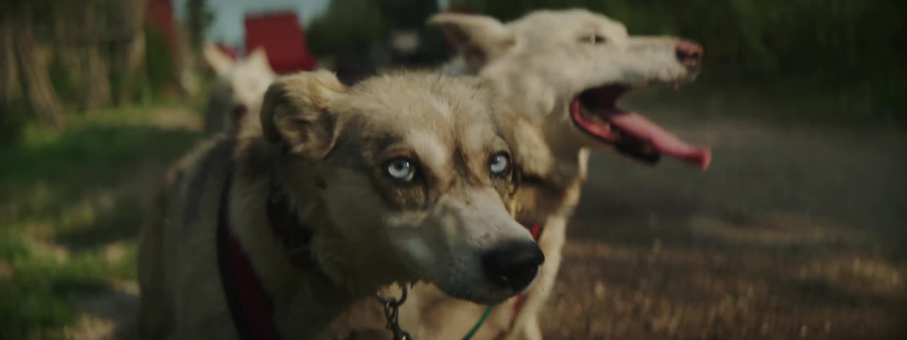 Group of happy thirsty dogs panting on a road in the countryside at daytime
