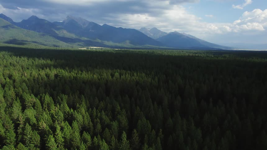 Aerial view of a forest landscape is displayed during midday