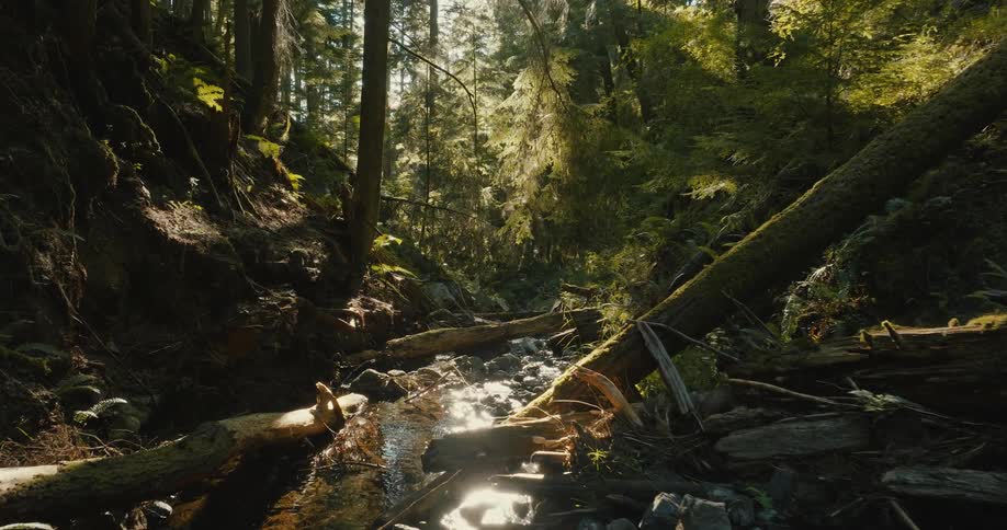 A river is flowing through a forest area