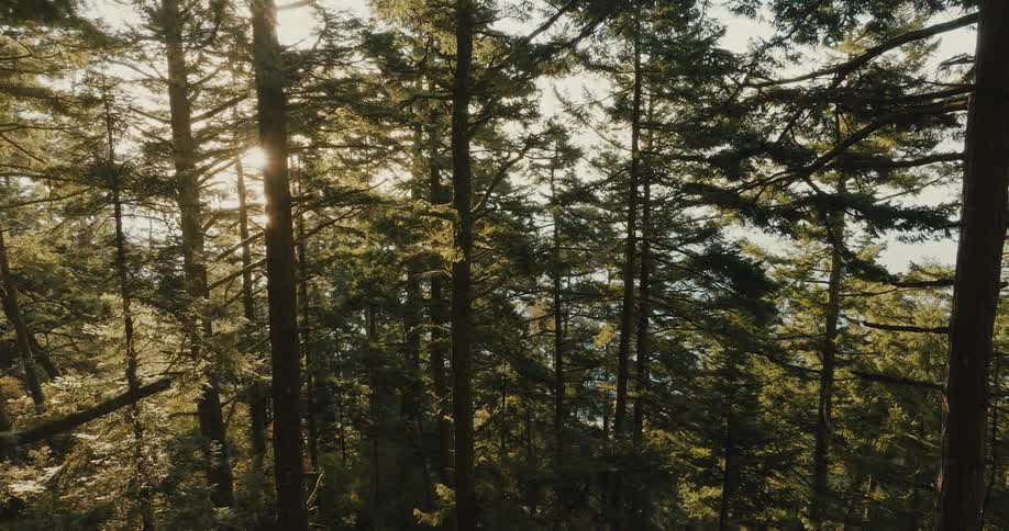 Sunlight shining through tall forest trees