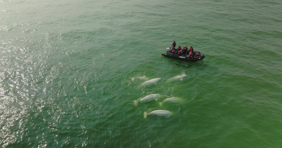 Dolphins swim up to people in an inflatable boat