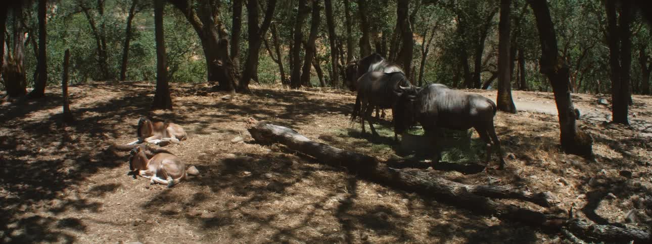 A group of wildebeest and their calf in the forest
