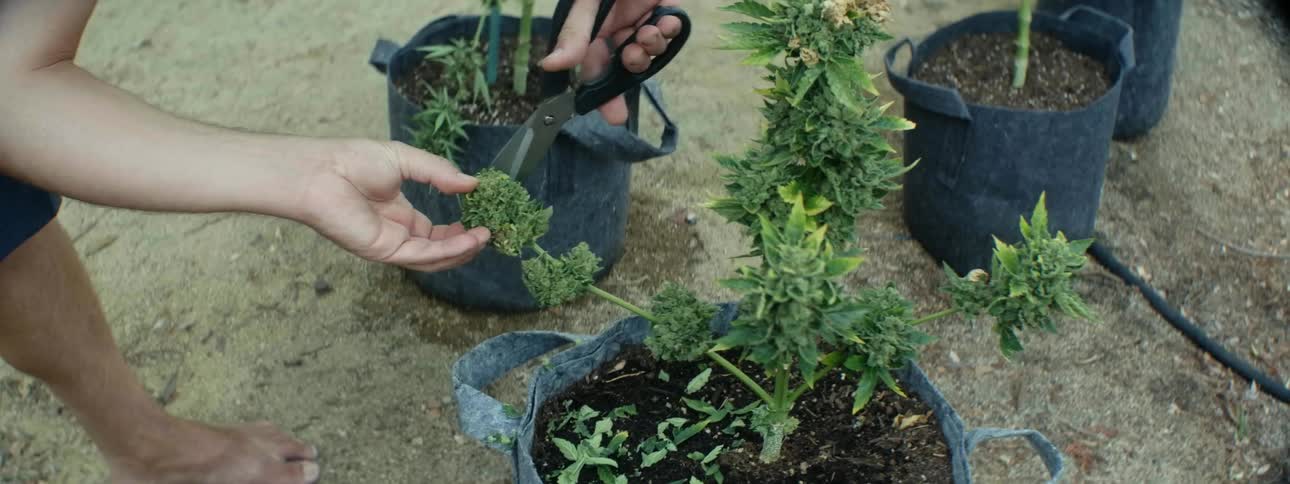 A man pruning plants outdoors