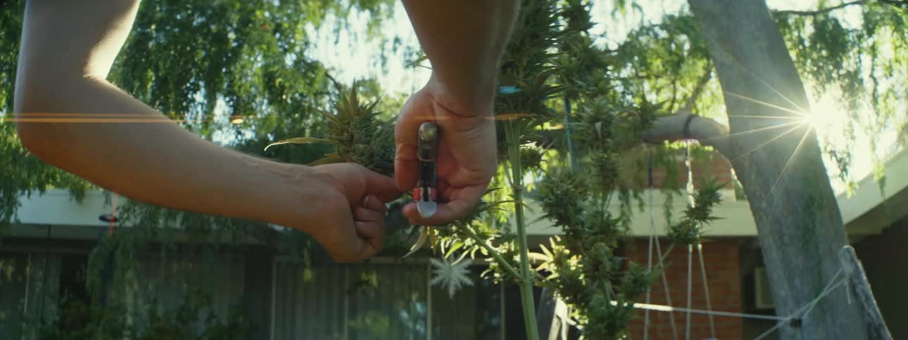 A person is outside cutting a big bud from their marijuana plants as a child walks across the yard