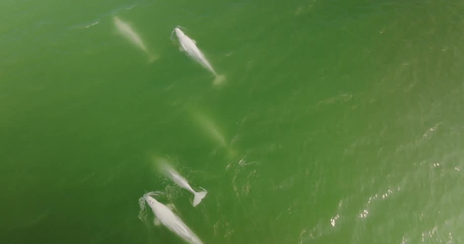 Aerial view of dolphins swimming in water