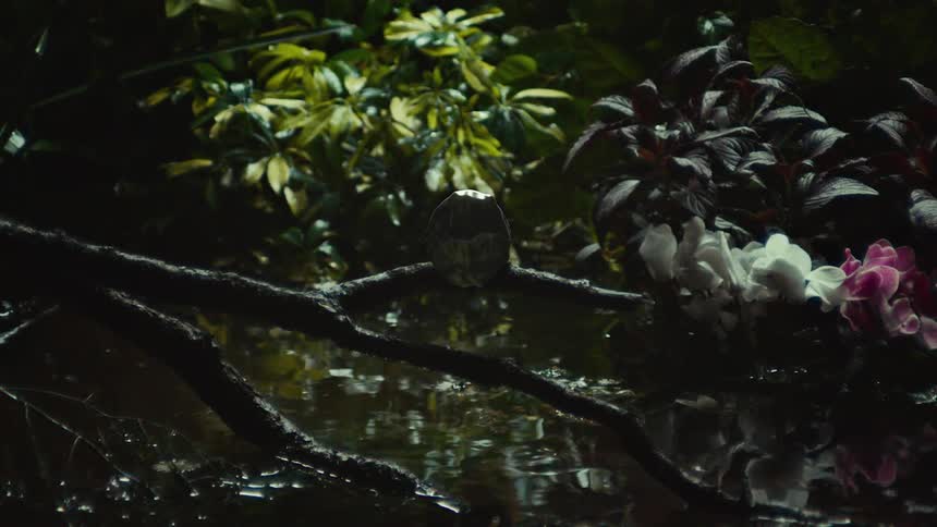 A view of plants near some water