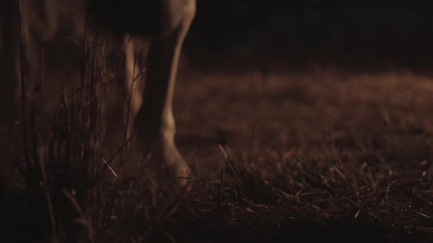 A horse scrapes at the ground