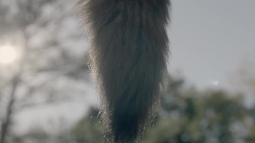 The fur tail of an animal sways in the breeze on a sunny day