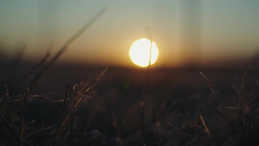 Sunlight shines on grass and plants as it is setting on the horizon