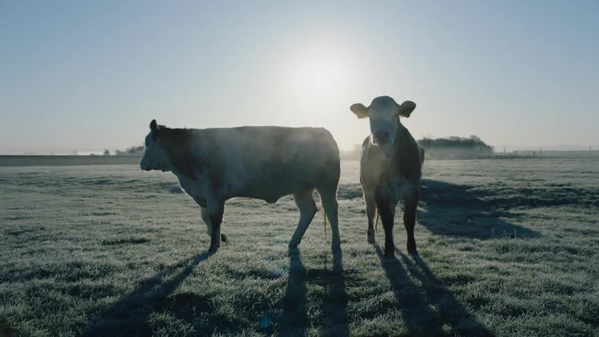 Cows stand in a field before walking away