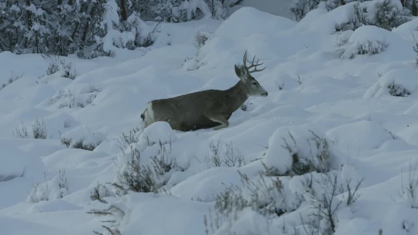 A deer is walking up a snow covered hill among snow covered trees on a winter day