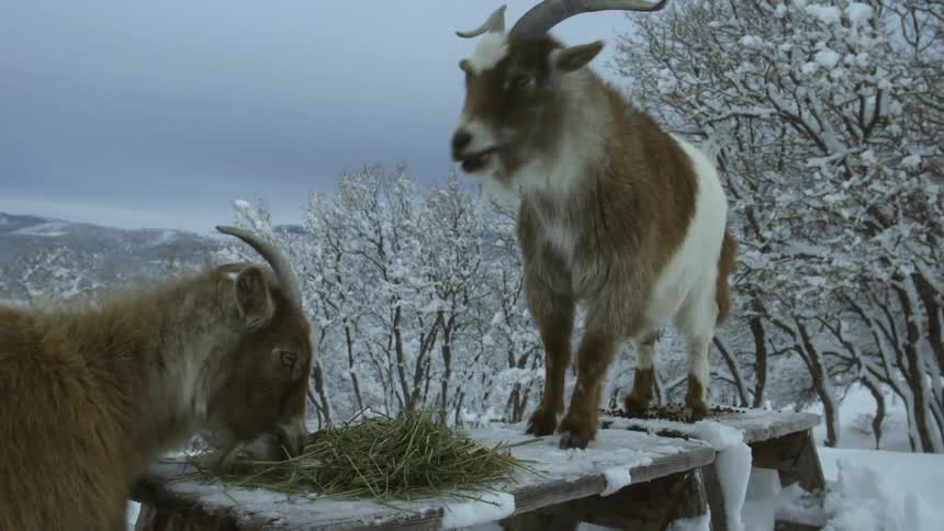 Some goats outdoors