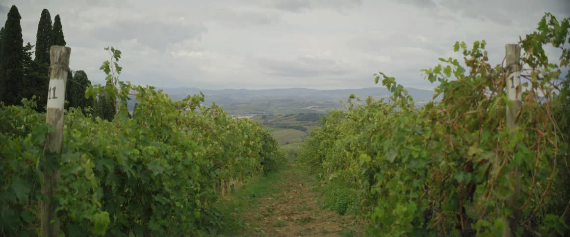 Plants in a vineyard