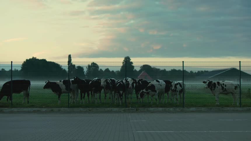 Cows grazing in a rural pasture at sunrise