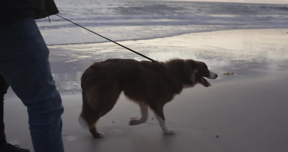 People walk their dog on a leash on the beach