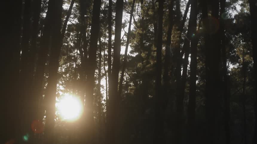 The sun is shining brightly through trees in a forest