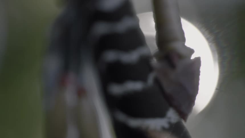 Feathers near an arrow