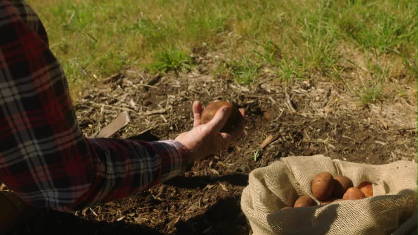 A man examines potatoes as they are harvested