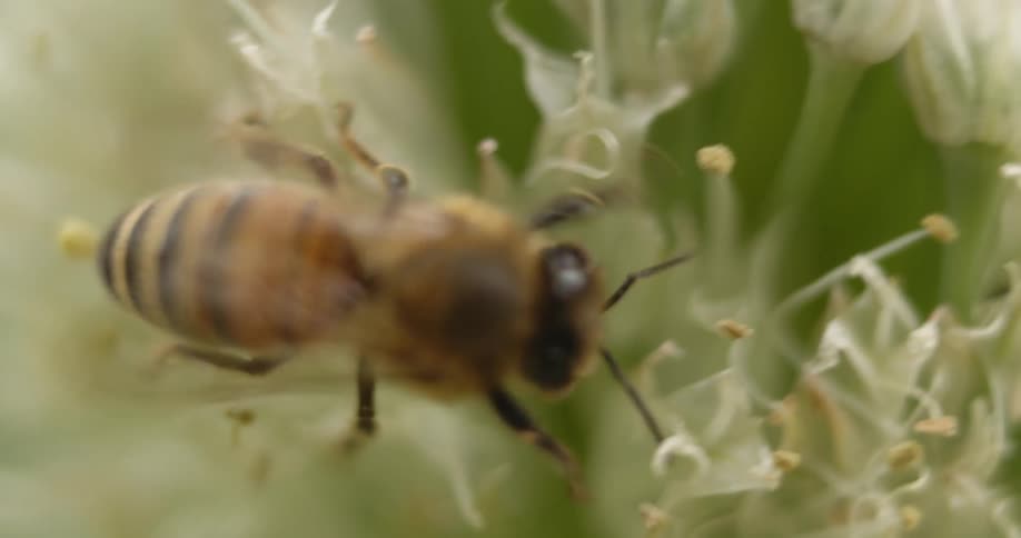 A bee crawls across flowers