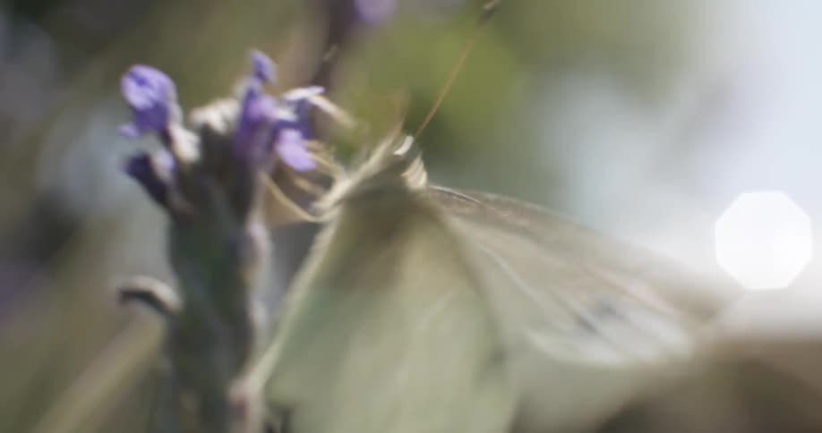 Close up view of an insect on a flower is displayed