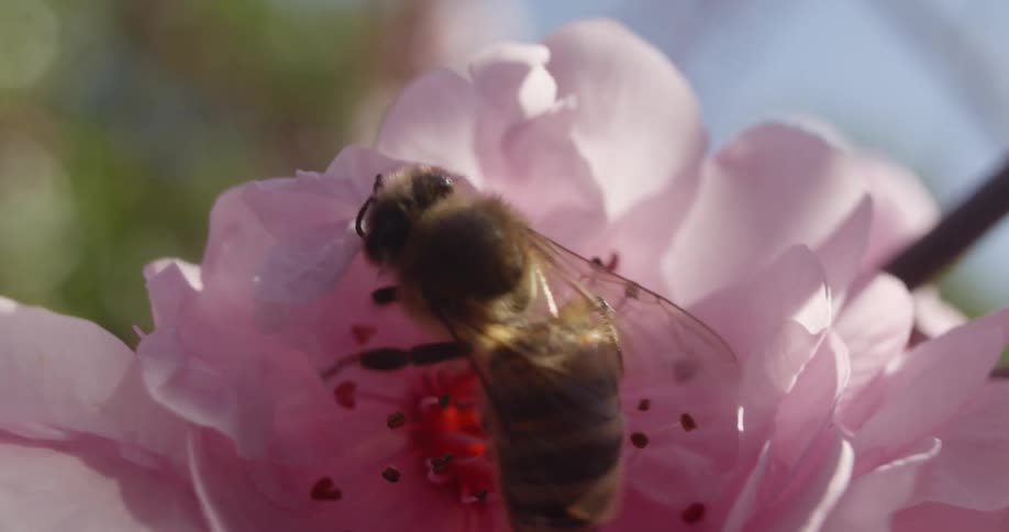 Close up view of an insect on a flower