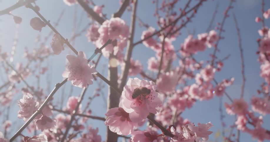 The sun shines on a bee as it crawls on a pink flower collecting pollen and flies away