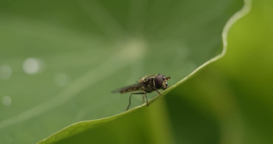 Close up view of an insect on a leaf is displayed