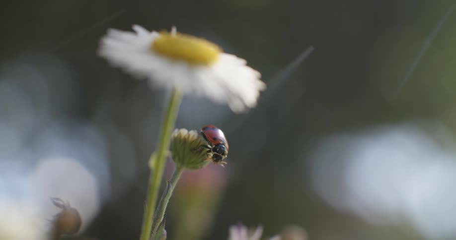 A ladybug on a daisy