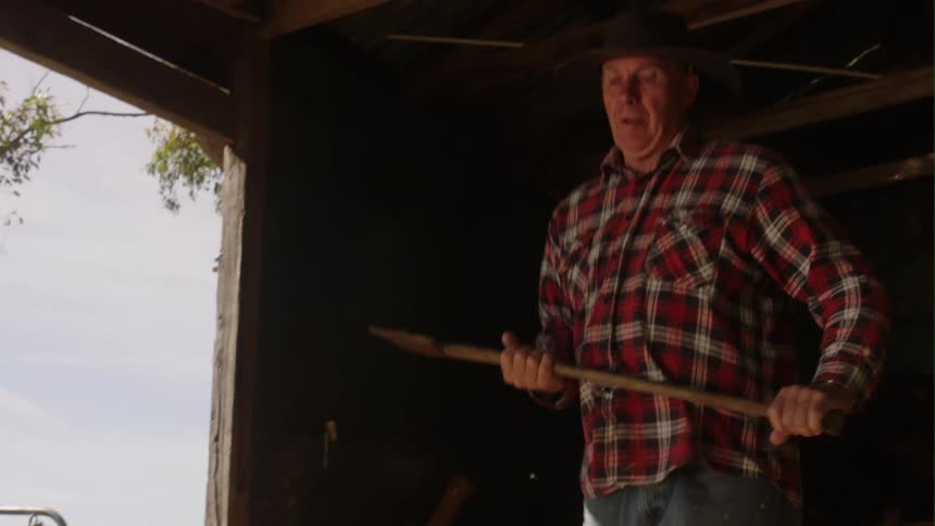 An old farmer strains as he uses an ax to split and chop a large log for the wood pile