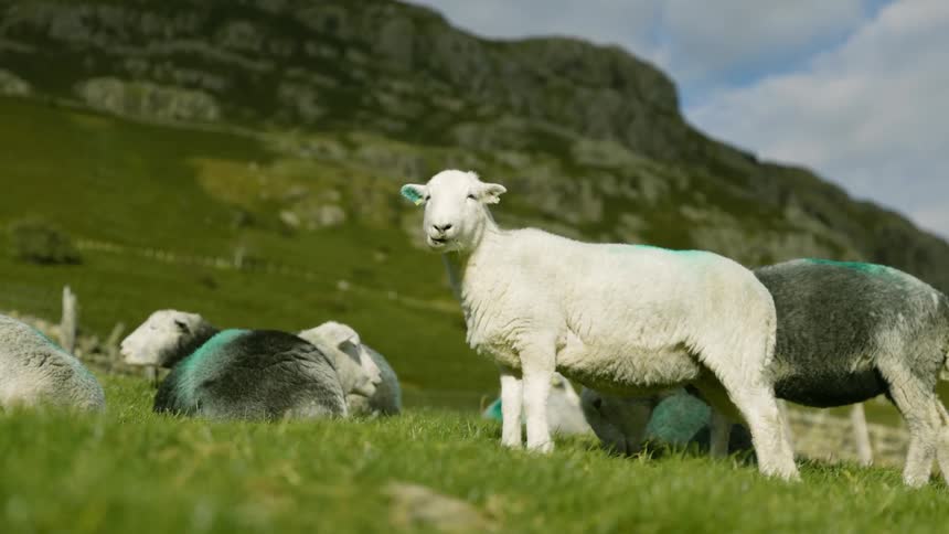 Shorn sheep graze on grass near looming mountain cliff