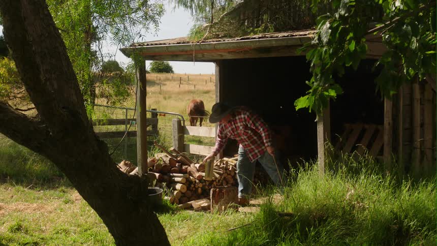 A old farmer is outdoors and cutting wood on a farm