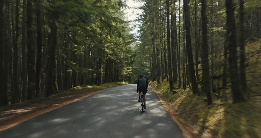 Cyclist pedals along road through conifer forest