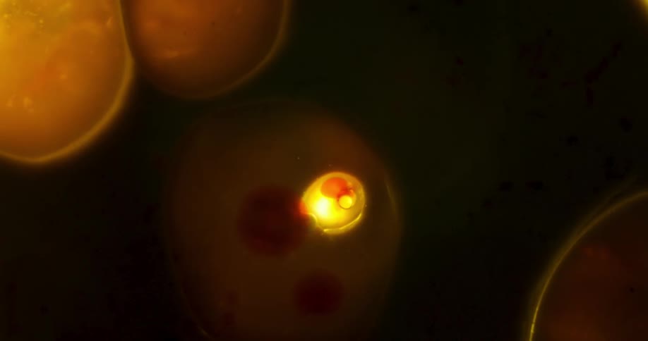 A yellow orb glowing against black shifting and creating bubbles