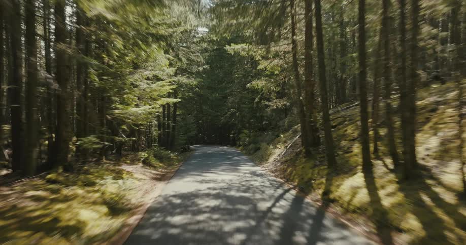 Moving forward on a forest road as the sun shines through the trees