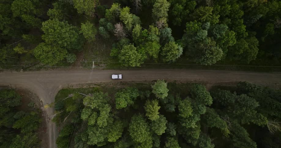 The vehicle drives through the forest on the dirt road