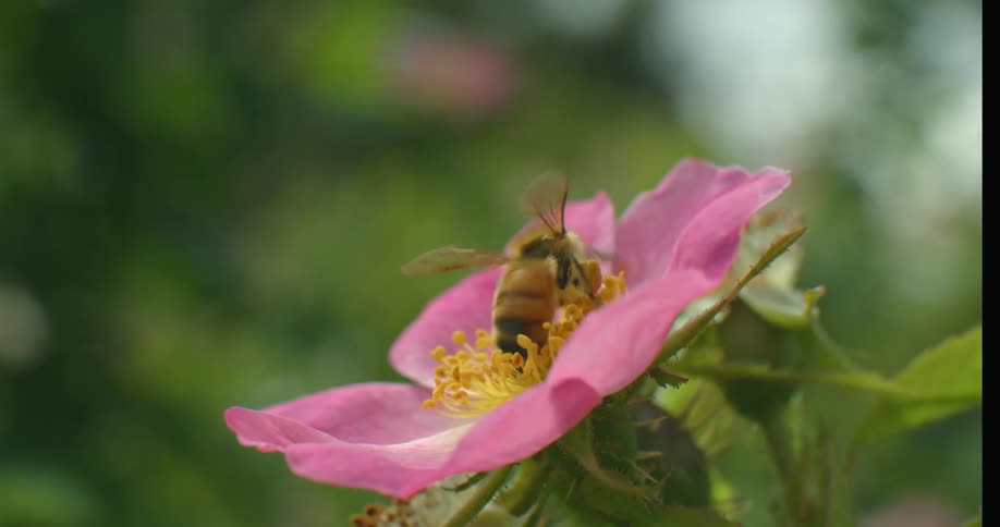 A bumblebee pollinates a flower