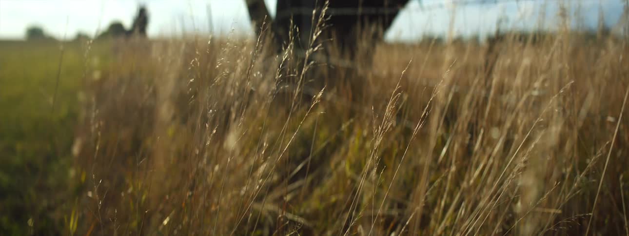 Tall grass in a field