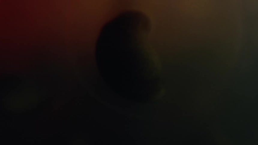 A peanut shaped organism is placed under a microscope