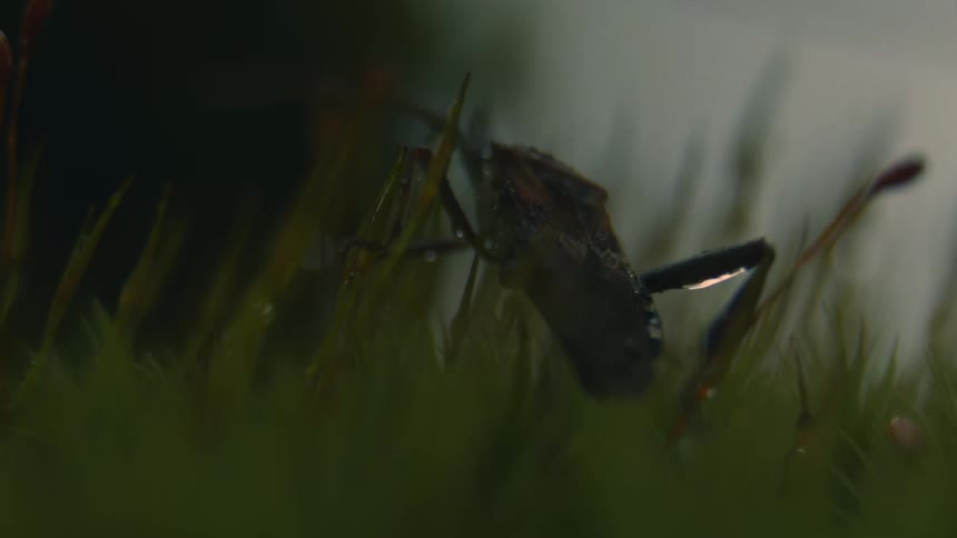 An insect crawling over dewy grass