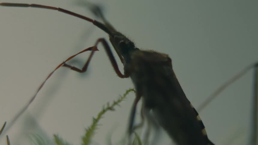 A cricket crawls up a plant