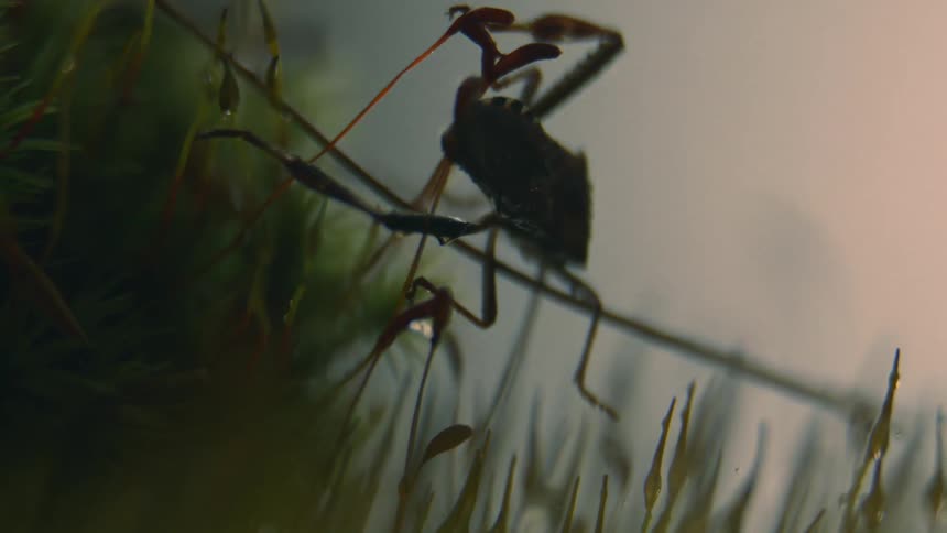 The bug crawls on the grass