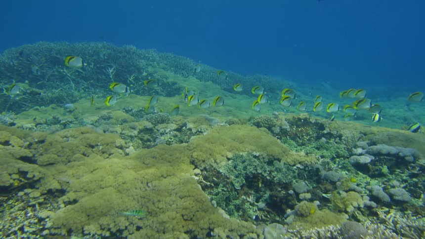 The fish swim together in the ocean