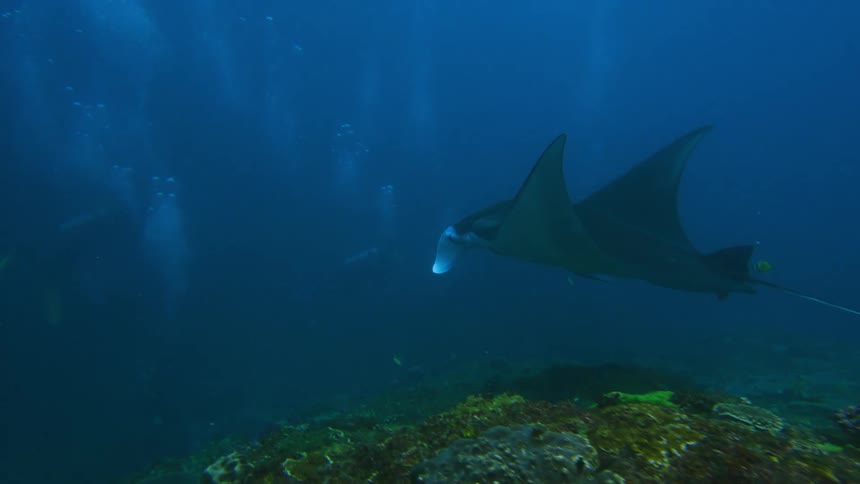 A stingray is swimming underwater across the ocean floor