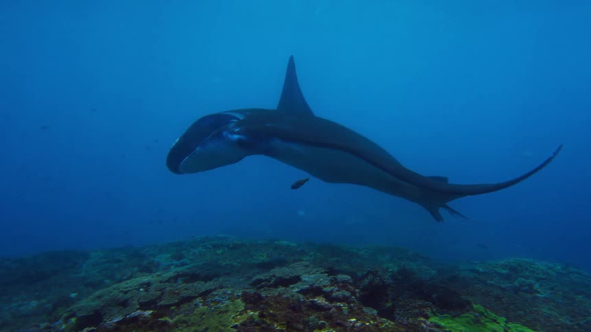 A diver watches as a manta ray swims along the bottom of the sea