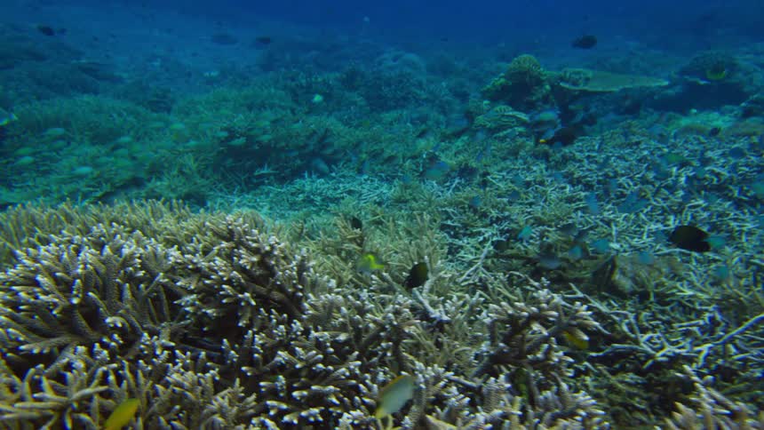 Fish swim above a sea floor covered in coral during the day