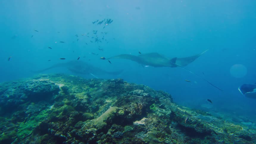 Fish swimming underwater next to ray fish in the ocean during the day