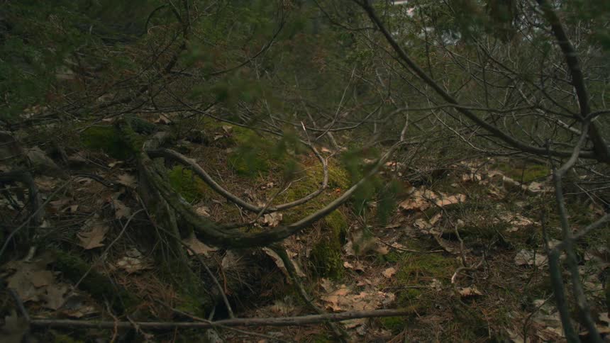 A nature path with leaves and branches during the day