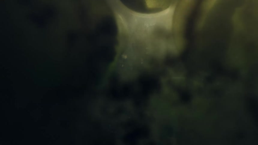 Small animal egg sacks in a body of murky water