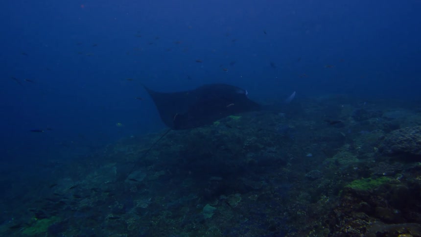 A stingray moves along a coral reef in the ocean