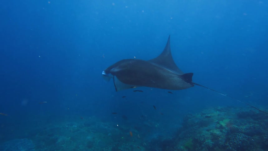 The giant oceanic manta ray with triangular pectoral fins swims in blue water
